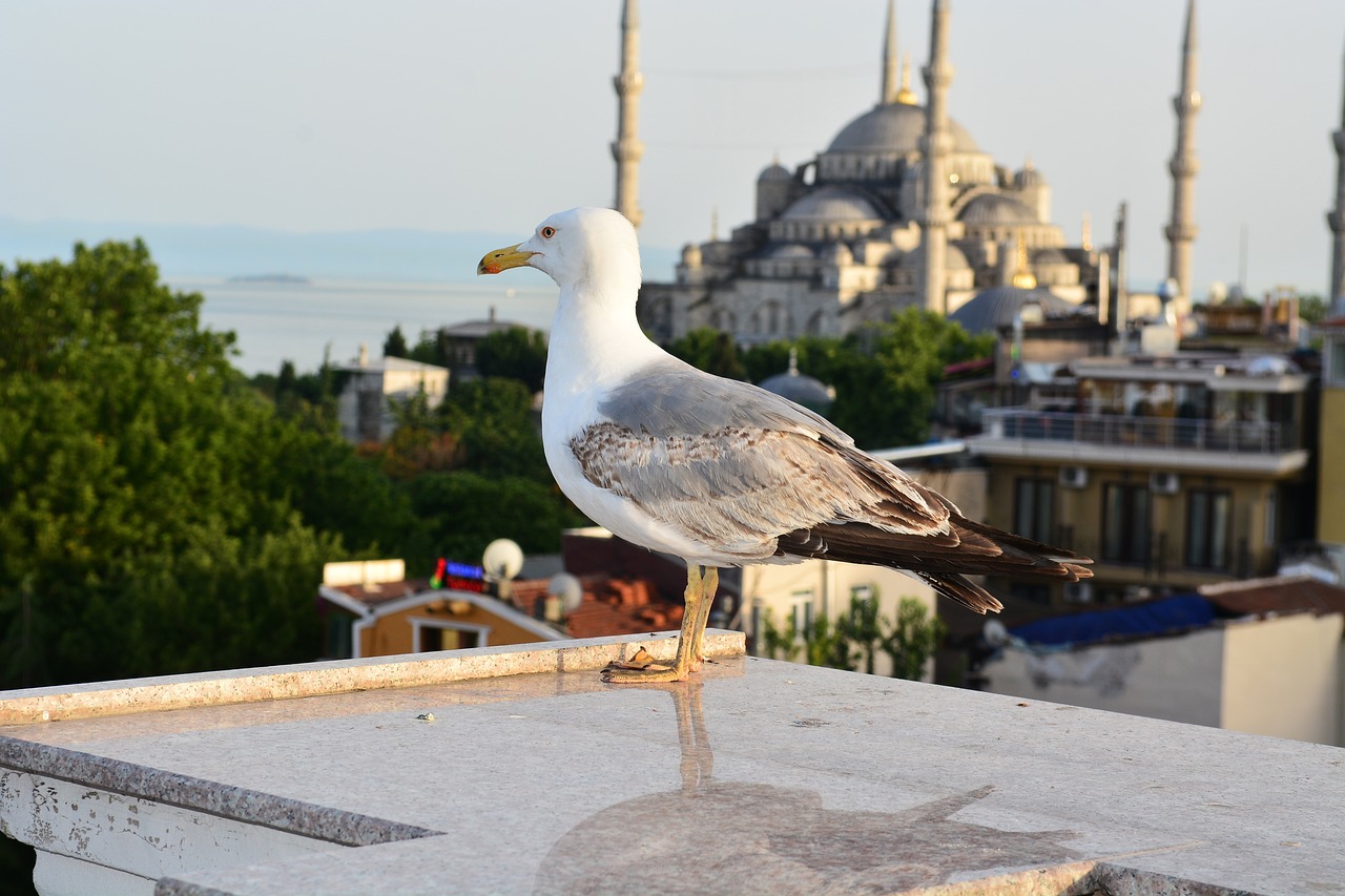 İstanbul Fatih’te Satılık Lüks Konutlar
